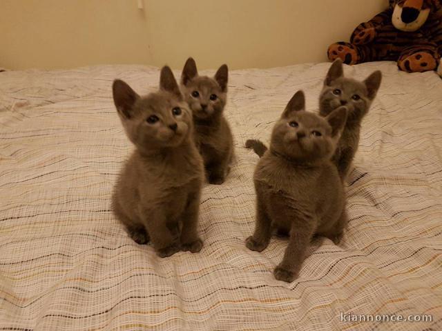 Adorable chaton chartreux à donner 