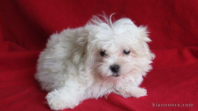 chiot bichon maltais à adopter 