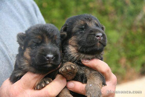 chiot berger allemand lof disponible 