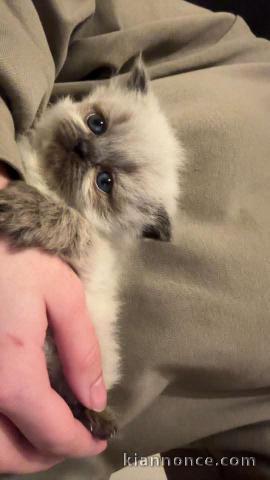 adorable chaton ragdoll femelle à donner 