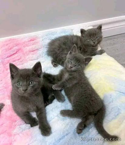 chatons a donner disponible 