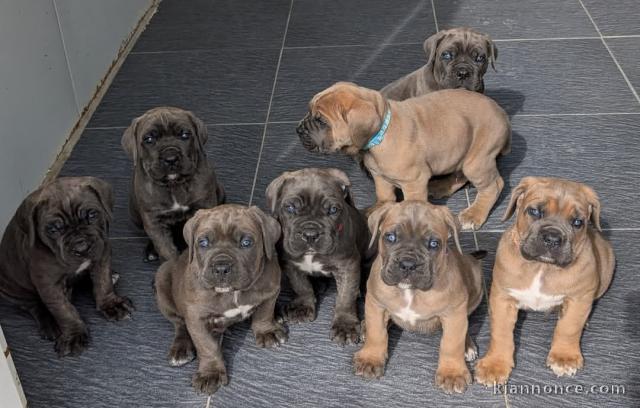 Adoption chiot Cane Corso 