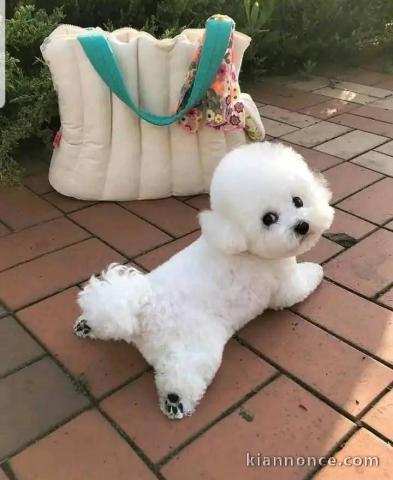 chiot bichon maltais à donner 