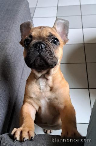 Chiot bouledogue français à donner 