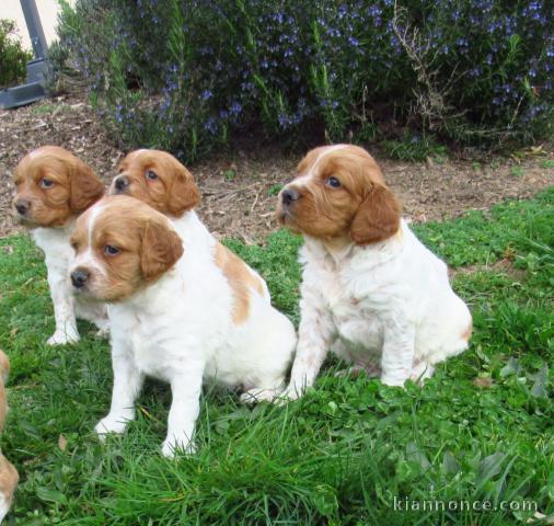 Chiot épagneul breton à donner 