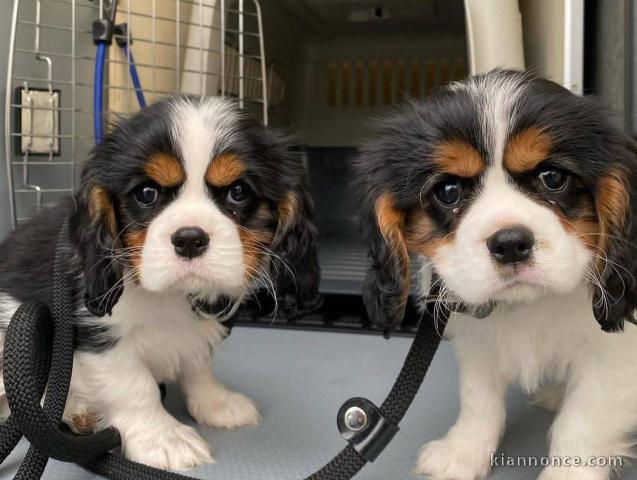 adorable chiot cavalier king charle 