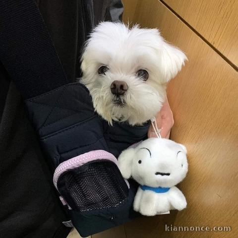 Chiot bichon maltais à adopter 
