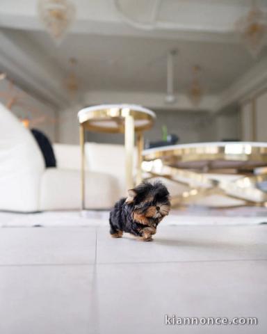 chiot Yorkshire femelle à donner 