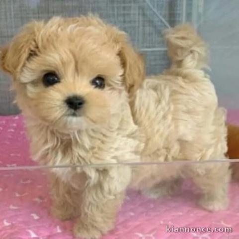 chiot bichon disponible à partir 