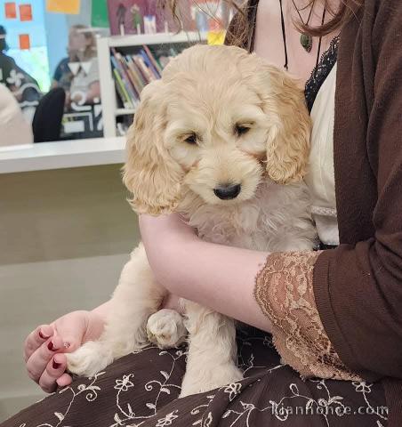 Dons chiot cockapoo à donner 