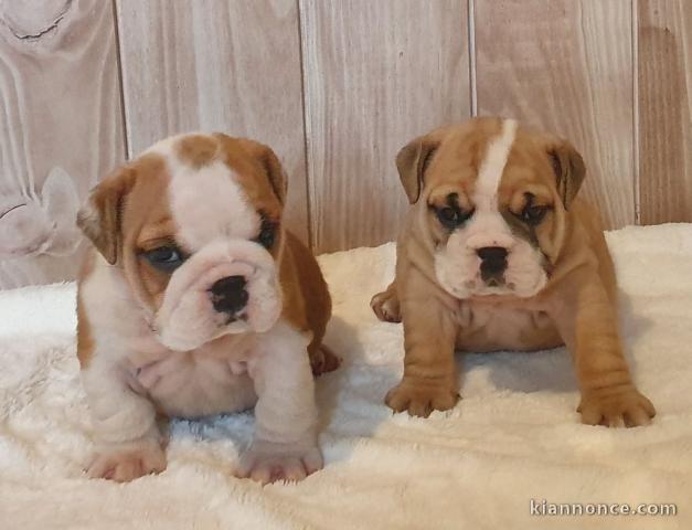chiot bulldog anglais a donner 
