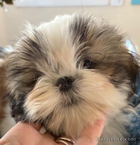 à donner contre bon soin chiot Shih Tzu 