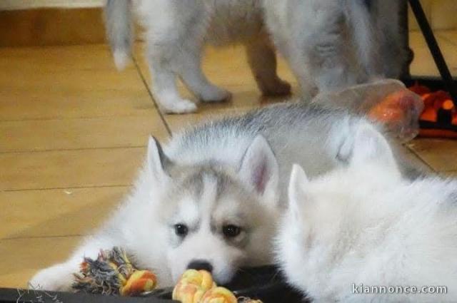 chiot mâle husky pour adoption 