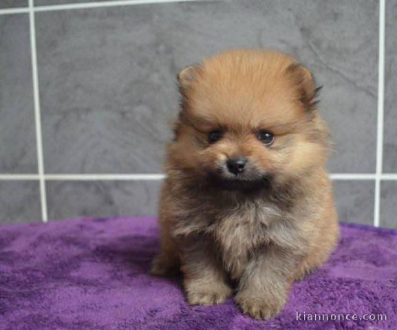 chiot spitz allemand  race pure 