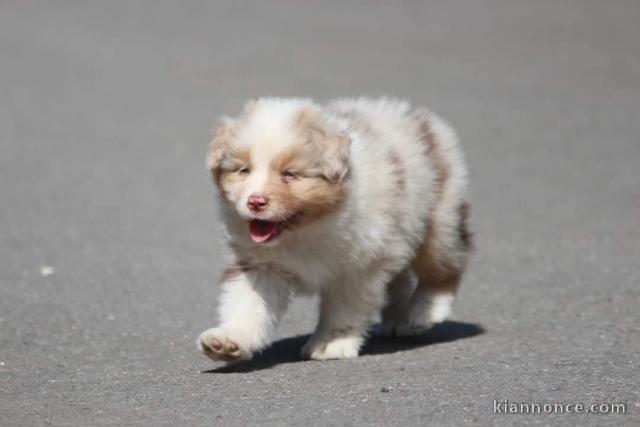 Adoption chiot berger australien 