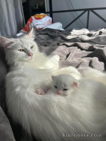 chaton ragdoll pour adoption 