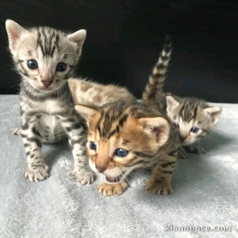 chaton Bengal pour adoption 