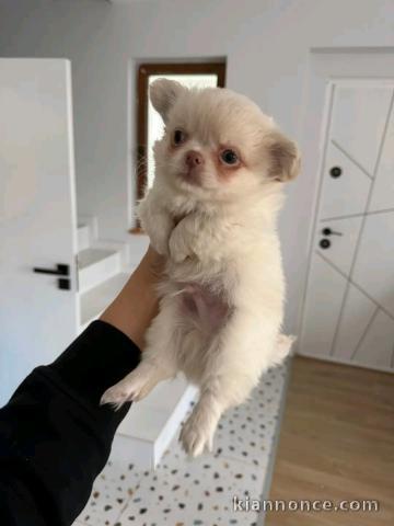 chiot chihuahua à donner 