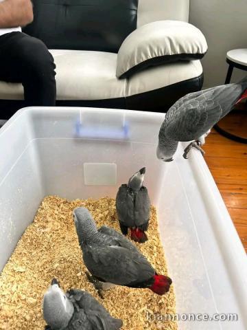 Bébé perroquet gris Gabon a donner 