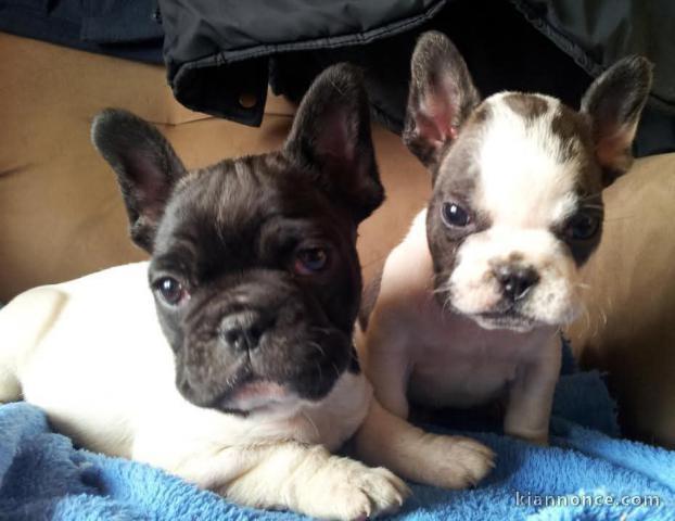 chiot bouledogue français a donner 