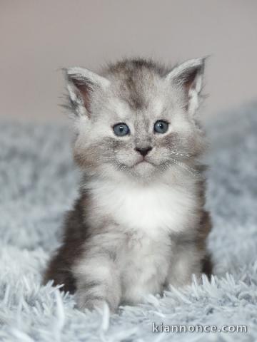 chaton Maine coon adorable a donner 