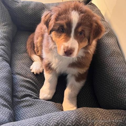 chiot berger australien lof mâle 