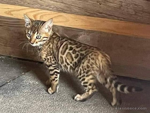 chaton Bengal pour adoption 