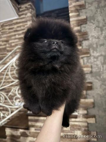 chiot spitz nain disponible 