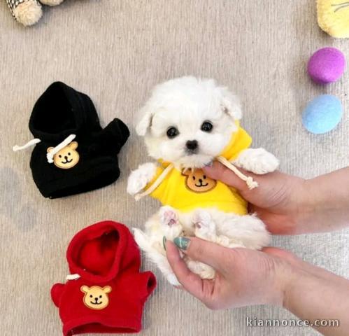 chiot bichon maltais disponible 
