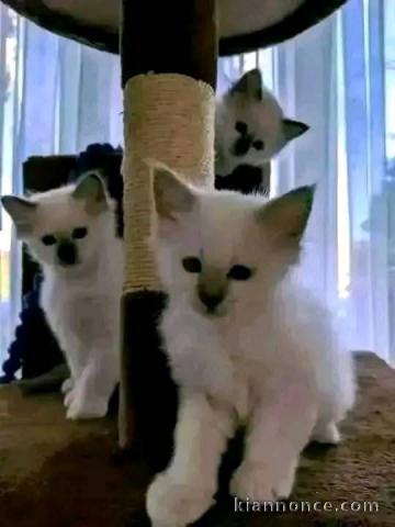 Bébé chaton ragdoll disponible 