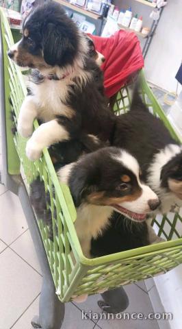 chiot berger australien a donner 