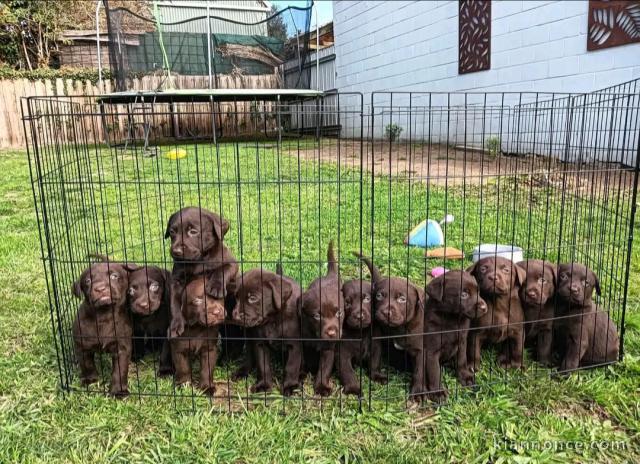 chiot labrador disponible 
