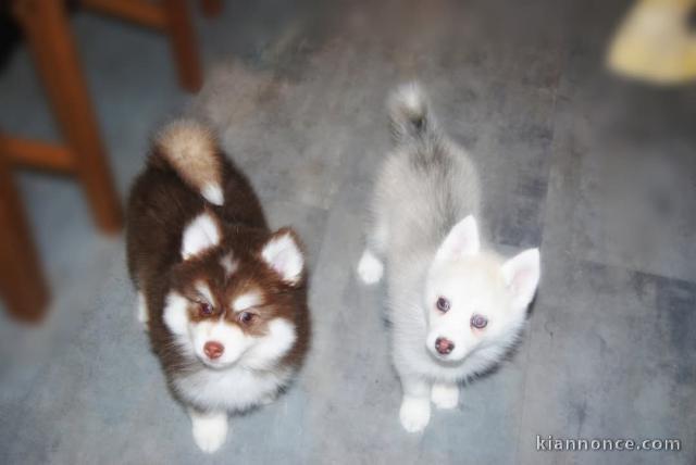 Chiot pomsky à adopter 