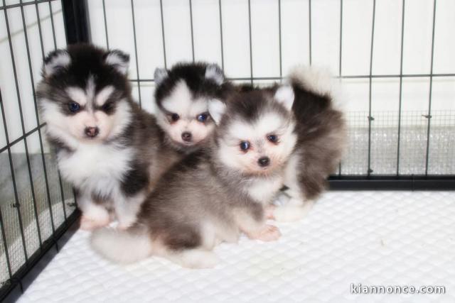 chiot pomsky mâle et femelle disponible 