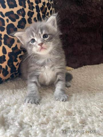 chaton Maine coon adorable 