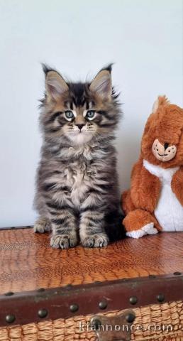 chaton Maine coon adorable 