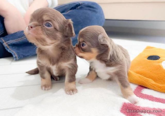 chiot chihuahua femelle disponible 