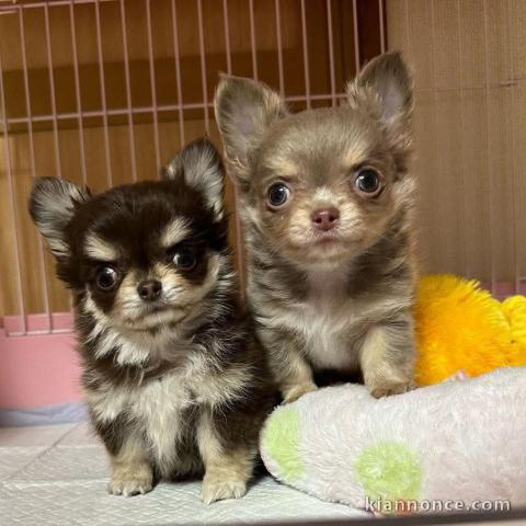 chiot chihuahua femelle disponible 