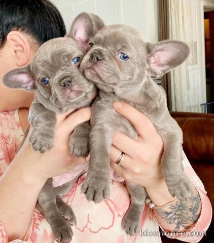 chiot bouledogue français disponible 