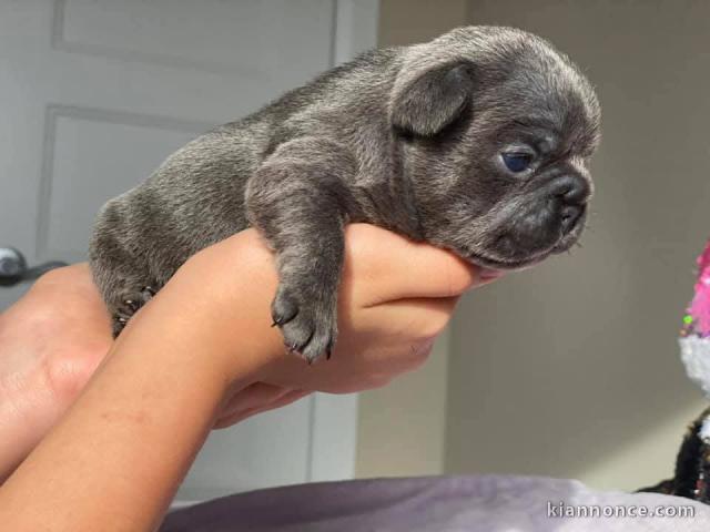 chiot bouledogue francais a donner 