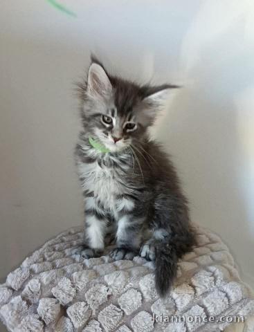 chaton Maine coon adorable 