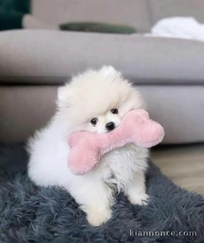 chiot spitz allemand race pure 