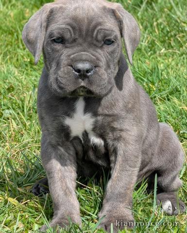 chiot cane corso pour adoption 