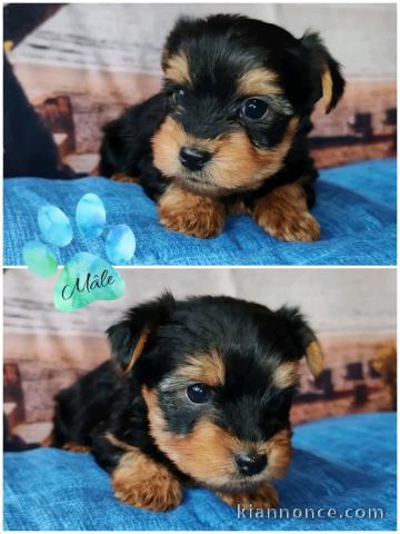 Bébé Yorkshire femelle a donner 
