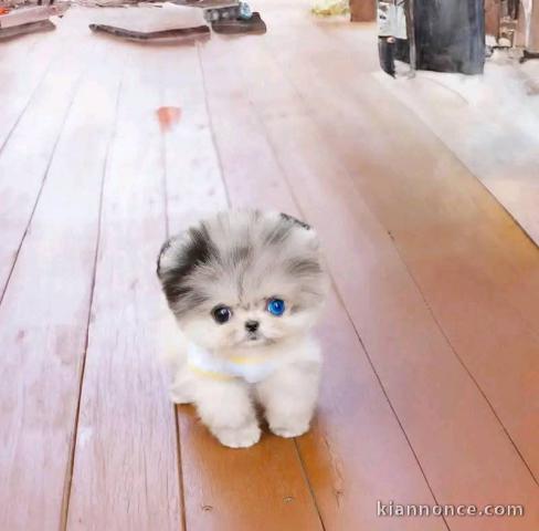 Spitz nain disponible 