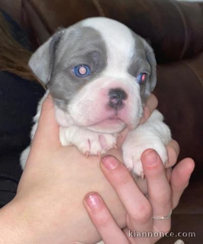 bébé bouledogue français a donner 