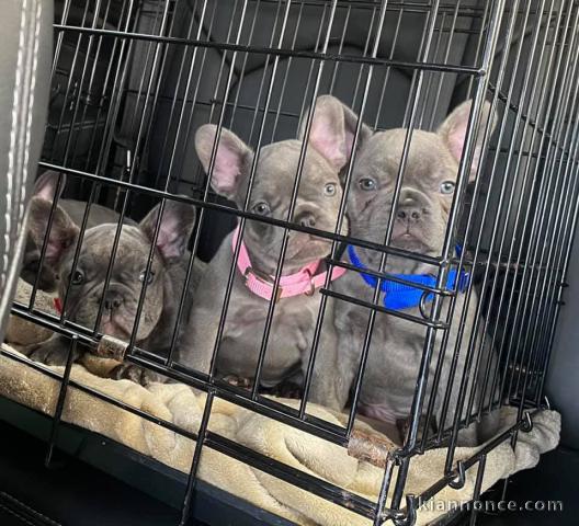 Adoption chiot bouledogue français 