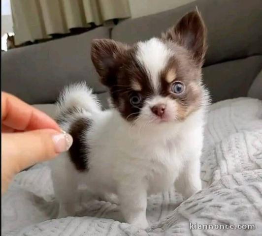 Bébé chiot chihuahua a donner 