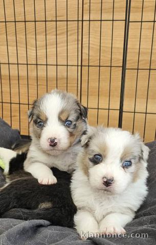 chiot berger australien lof 