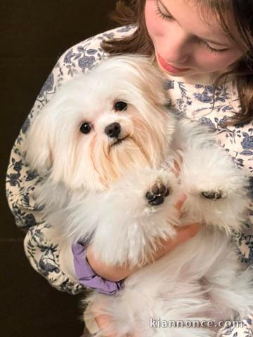 Bichon maltais à adopter 
